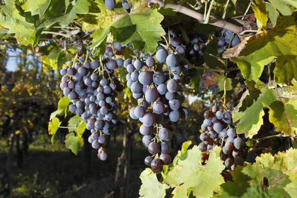 Plantation de raisins en Mendoza, l'Argentine
 - Photo, image