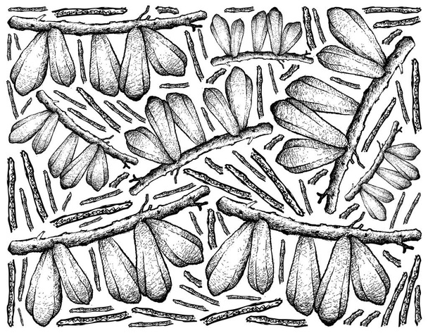 Hand Drawn of Bilimbi Fruits on White Background - Vector, Image