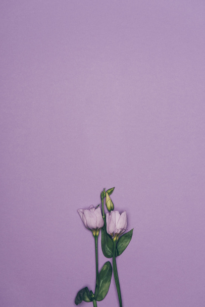 vista superior de flores de eustoma con hojas verdes aisladas en púrpura
  - Foto, Imagen