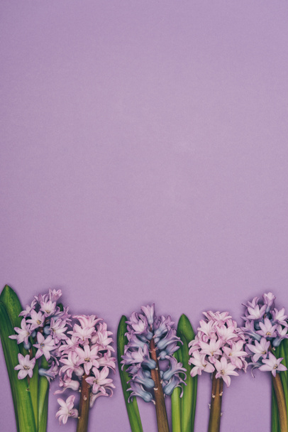 top view of arranged hyacinth flowers isolated on purple  - 写真・画像