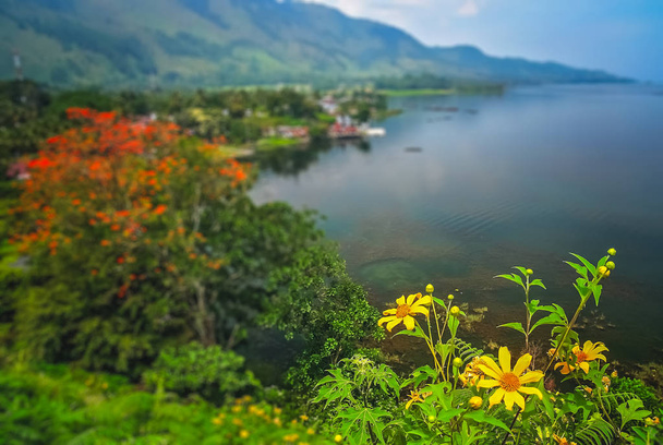 Λουλούδια για την όχθη της λίμνης Toba στη Σουμάτρα  - Φωτογραφία, εικόνα