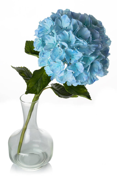 świeże kwiaty w wazon ze szkła - Zdjęcie, obraz