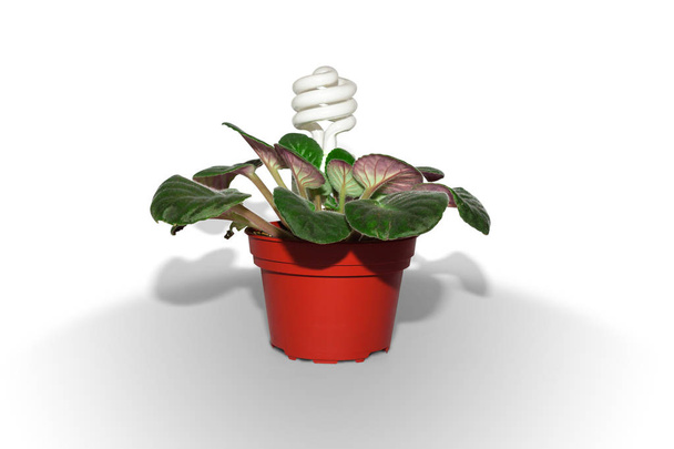 concepto de ahorro de energía, bombilla brillante en maceta de jardín con planta pequeña
. - Foto, Imagen