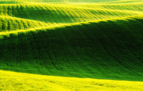 spring field. picturesque hilly field. agricultural field in spring - Photo, Image