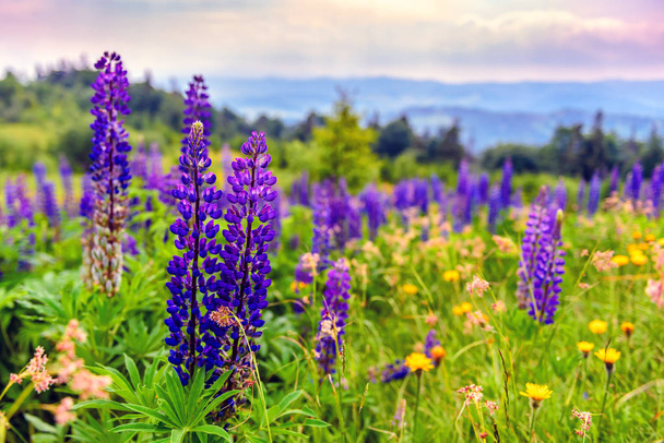 gyönyörű lila csillagfürt virágok-hegység - Fotó, kép