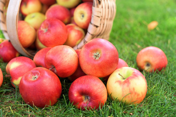 Червоні стиглі яблука з кошика
 - Фото, зображення