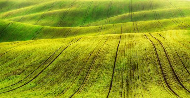 Frühlingsfeld. Reihen gekeimter landwirtschaftlicher Nutzpflanzen. malerische Hügellandschaft. Ackerland im Frühjahr - Foto, Bild
