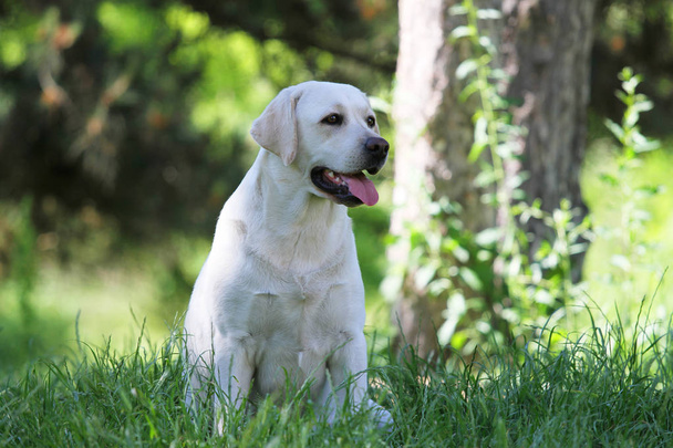 lovely cute yellow labrador in the park - Photo, image
