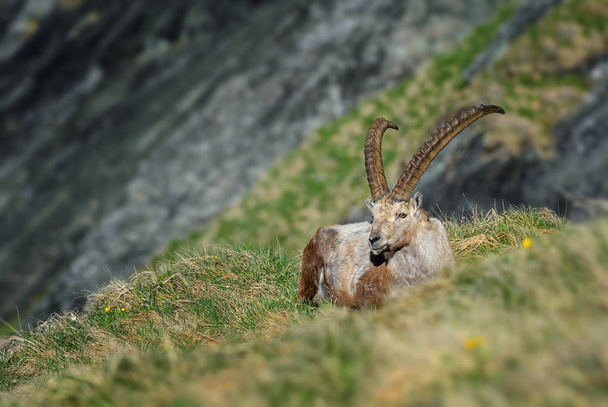 Ibex alpino - Capra ibex, Alpes, las montañas europeas más altas
 - Foto, Imagen