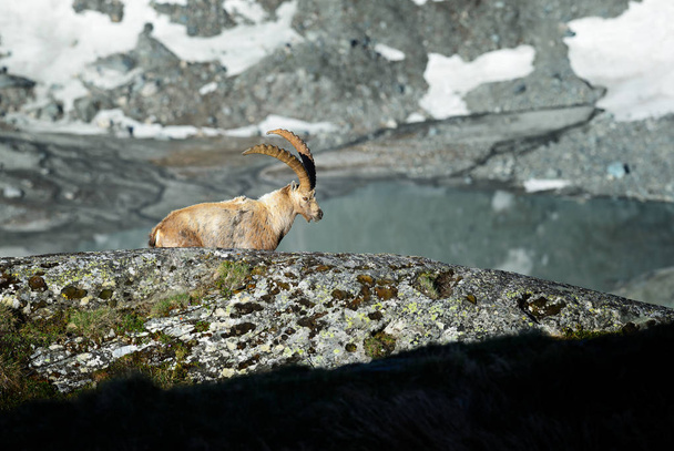 Alpine Ibex - Capra ibex, Alpit, Euroopan korkeimmat vuoret
 - Valokuva, kuva