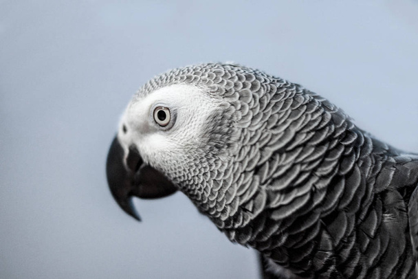 Vue latérale d'un perroquet gris africain du Congo
 - Photo, image