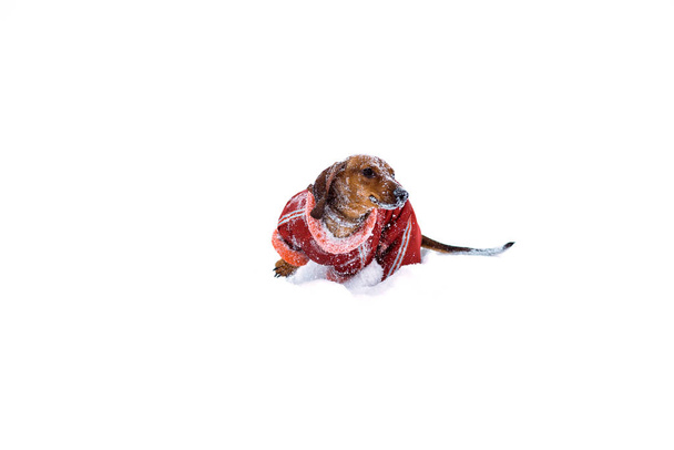 Koiran mäyräkoira kulkee leikkii lunta talvella kylmällä
 - Valokuva, kuva