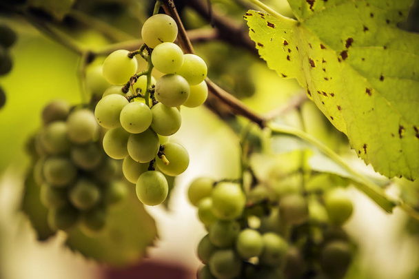 Green grapes on grapevine in vineyard - Fotoğraf, Görsel