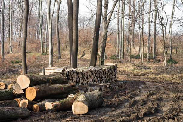 woodpille v odlesněných Evropské lesní - Fotografie, Obrázek