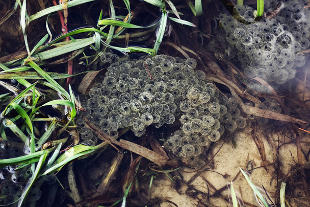  Frogspawn sitting on top of a pond - Photo, Image
