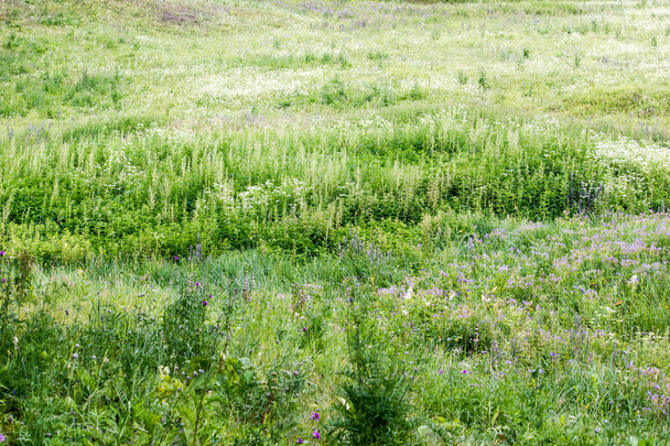 Barranco rural en un matorral de hierba verde
 - Foto, Imagen