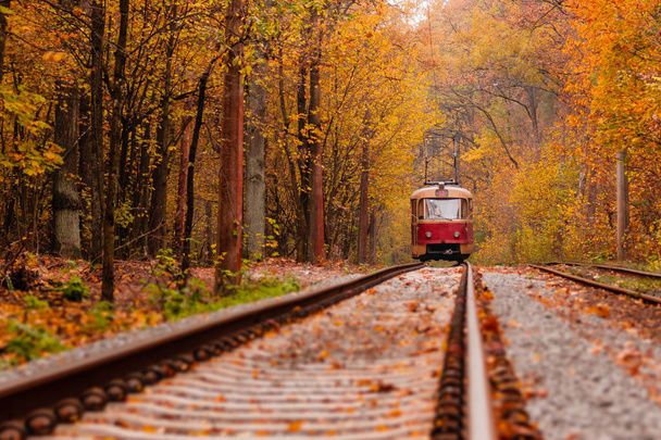 podzimní les mezi nimiž platí zvláštní tramvajová  - Fotografie, Obrázek