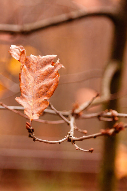 kaunis syksyn lehdet oksalla  - Valokuva, kuva
