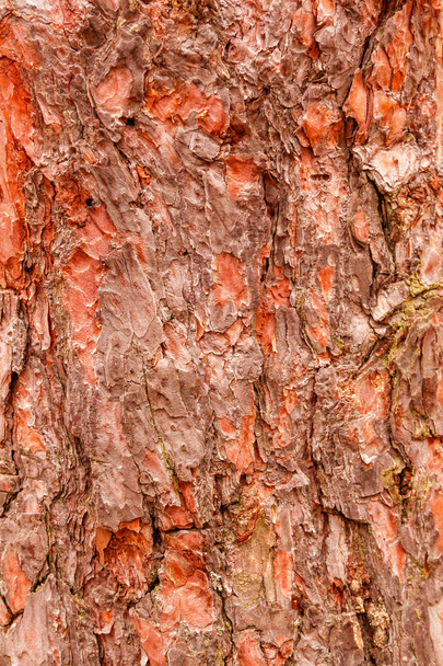 текстура коры елового дерева
 - Фото, изображение