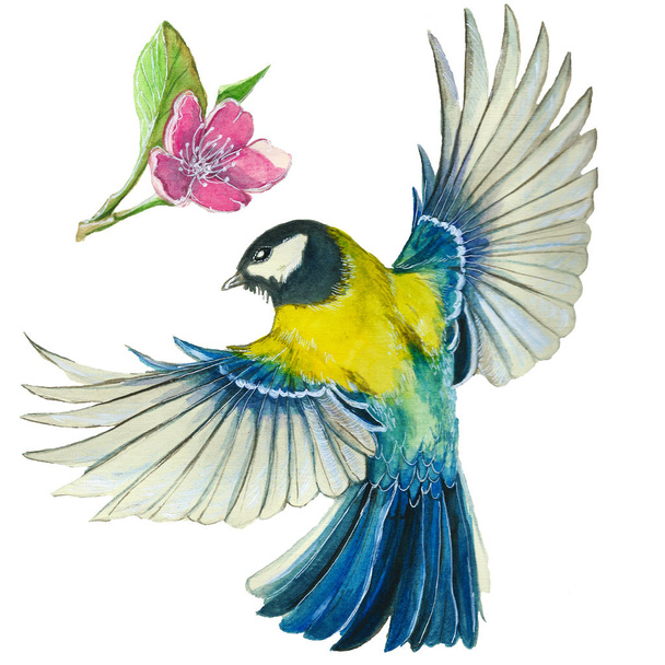 watercolor drawing on the theme of spring, heat, illustration of a bird of the order of the passerine-shaped large tit-flies, with open wings, feathers, with yellow breast and blue plumage, hyperrealism, with flowering sakura branches, pink flowers a - Fotografie, Obrázek