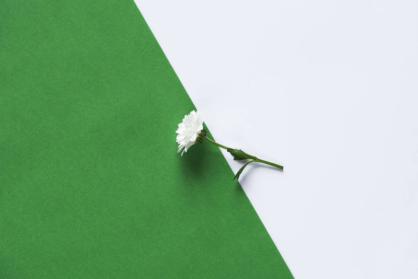 Egyetlen daisy, a zöld és a fehér háttér - Fotó, kép
