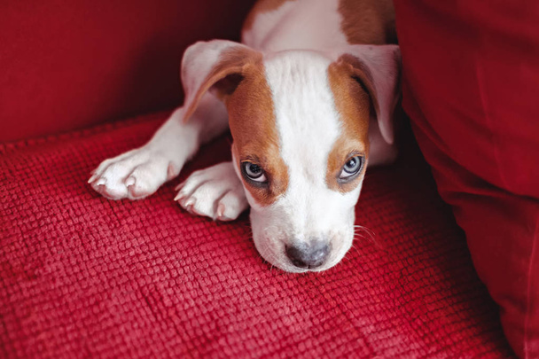 Köpek yavrusu kırmızı yatakta, yastık yanında yatıyordu ve ne yazık ki arıyorum - Fotoğraf, Görsel