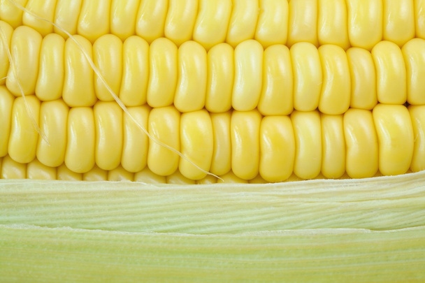 Fresh corn cobs - Photo, Image