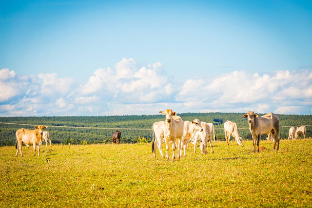 Brazylijski nelore catle na pastwiskach wsi Brazylii. - Zdjęcie, obraz