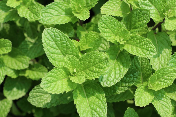 Peppermint plant in garden - Photo, Image