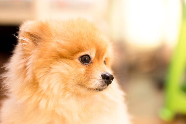 Pomerania dog in blur background - Фото, зображення