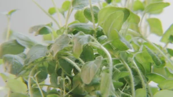 Oregano Rotating on a Blue Background. Spice moving on a circle. Close-up. Shot on RED Epic - Footage, Video