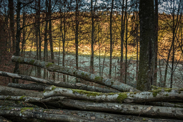 Υλοτομημένα δένδρα στη μέση ένα δάσος άχρωμο - Φωτογραφία, εικόνα