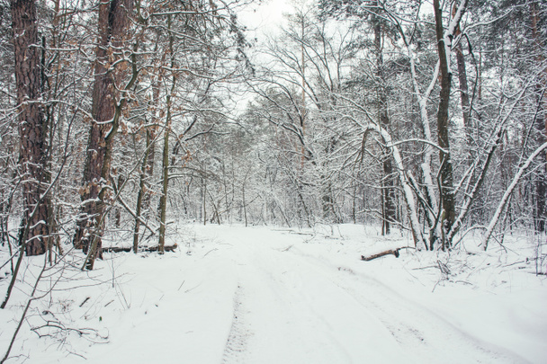 δρόμο και δέντρα στο χιονισμένο δάσος το χειμώνα - Φωτογραφία, εικόνα