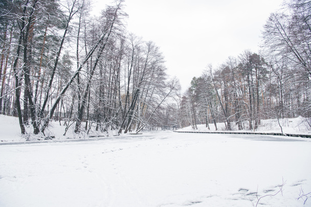 冷凍川や雪に覆われた森の木 - 写真・画像