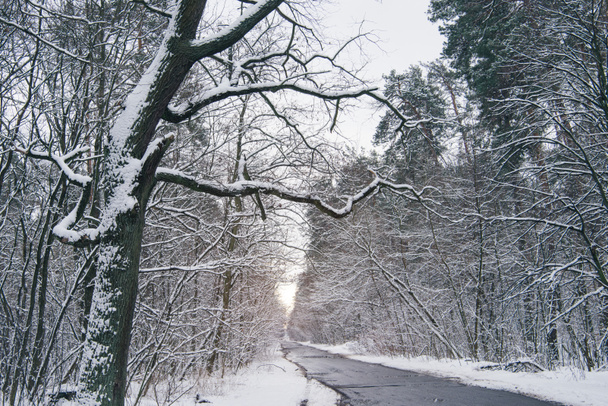 concrete road in beautiful snowy winter forest - Foto, afbeelding