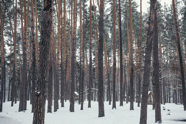 pins bruns élevés dans la forêt enneigée
 - Photo, image