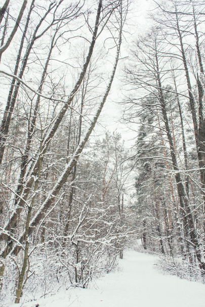 bomen met sneeuw in bos in de winter - Foto, afbeelding