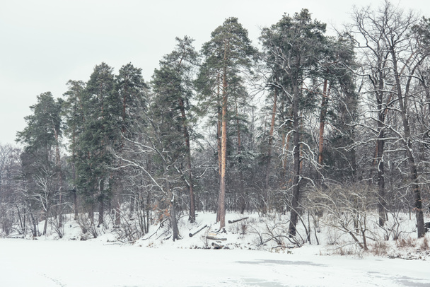 frozen river and trees in snowy park - Zdjęcie, obraz