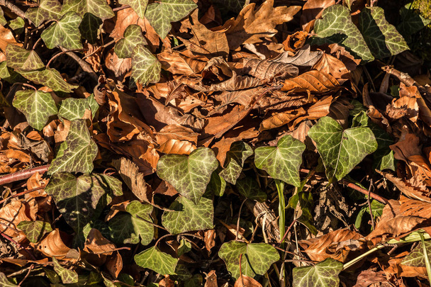 Занепале коричневе листя і плющ посеред лісу
 - Фото, зображення