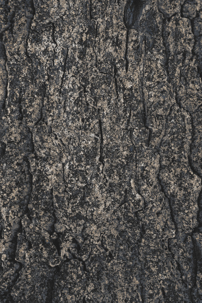 cracked rough tree bark background - Valokuva, kuva