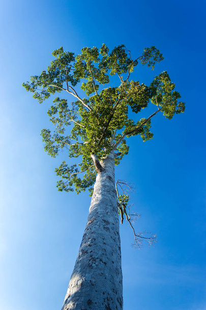 Under view of big tree with blue sky background - Fotó, kép