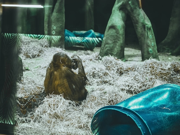 тваринна мавпа їсть фрукти, сидячи Збільшити
 - Фото, зображення