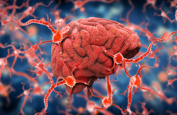 hersenen en zenuwstelsel, 3d illustratie - Foto, afbeelding