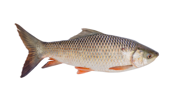 zoetwatervis geïsoleerd op een witte achtergrond, bestand bevat een uitknippad. (Probarbus jullieni) - Foto, afbeelding