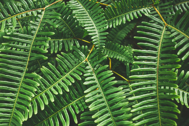green leaf background. Background with dark green tropical leave - Photo, Image