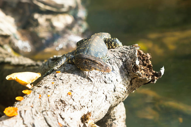 Madu Ganga, Balapitiya, Sri Lanka - Monitor lagarto desfrutando do
  - Foto, Imagem