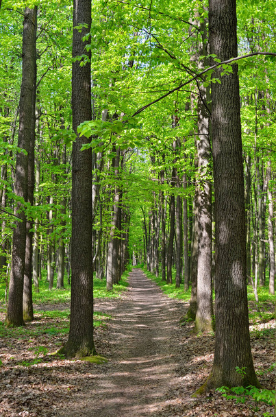 Slender trees in young forest green in summer - Foto, imagen