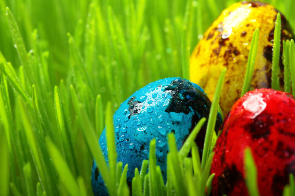Portre, renkli Paskalya yumurtaları yeşil çimen çiy ile. Bıldırcın yumurta renkli. Closeup.Selective odak. Uzay kopyalayın. Paskalya backgroud - Fotoğraf, Görsel