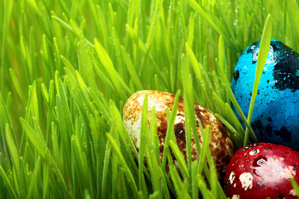 Primer plano de coloridos huevos de Pascua en hierba verde con rocío. Huevos de color codorniz. Primer plano. Enfoque selectivo. Espacio de copia. Fondo de Pascua
 - Foto, Imagen