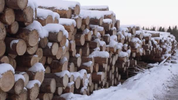 Zásobník broušená stromů pod sněhem na zimní den - Záběry, video